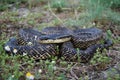 Blotched Snake (Elaphe sauromates)