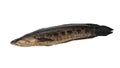 Blotched snakehead fish isolated on white background with clipping path Royalty Free Stock Photo