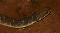 Blotched watersnake Royalty Free Stock Photo