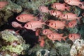 Blotcheye soldierfish Royalty Free Stock Photo