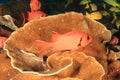 Blotcheye soldierfish having rest on blade fire coral or plate fire coral Royalty Free Stock Photo