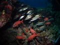 Blotcheye soldierfish, Fury Shoal Royalty Free Stock Photo