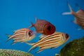 The blotcheye soldierfish (Myripristis berndti) in aquarium Royalty Free Stock Photo