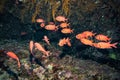 Blotcheye Soldierfish Royalty Free Stock Photo