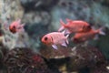 Blotcheye soldierfish Royalty Free Stock Photo