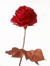 Blotting-paper rose Royalty Free Stock Photo