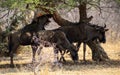 Blou wildebeest in the African bush
