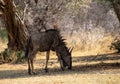 Blou wildebeest in the African bush Royalty Free Stock Photo