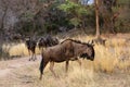 Blou wildebeest in the African bush