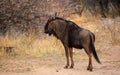 Blou wildebeest in the African bush Royalty Free Stock Photo