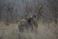 Blou wildebeest antelope.