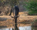 Blou wildebeest drinking water in the wild