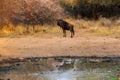 Blou wildebeest at a waterhole