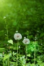 Blow ball dandelion flower