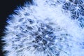 White blow ball of dandelion plant with fluff and seeds on blue background. Close-up of beautiful fluffy dandelion. Royalty Free Stock Photo