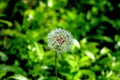 Blow on a Dandelion and Make a Wish