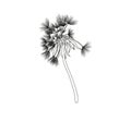 Blow Dandelion on white background.