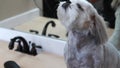 Blow drying brown and white shih tzu dog