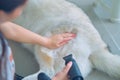 blow drying,grooming a happy Siberian husky,removing loose fur for a fluffy coat dog care,keeping coat beautiful,pet spa time, Royalty Free Stock Photo