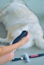 blow drying,grooming a happy Siberian husky,removing loose fur for a fluffy coat dog care,keeping coat beautiful,pet spa time,