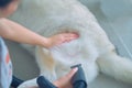 blow drying,grooming a happy Siberian husky,removing loose fur for a fluffy coat dog care,keeping coat beautiful,pet spa time,