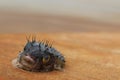 Blow fish laying dead on a pier as unwanted catch Royalty Free Stock Photo