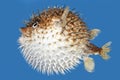 Blow fish side view Royalty Free Stock Photo