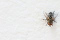 Blow fly, carrion fly on wall Royalty Free Stock Photo