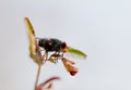 Blow fly , Chrysomya megacephala , A green fly perched on the trunk of a plant with a blurred background