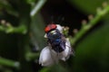 Blow-fly pathogens are glands dung,Blow-fly,Chrysomya megacephala