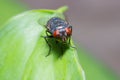 Blow-fly pathogens are glands dung,Blow-fly,Chrysomya megacephala