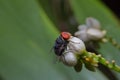 Blow-fly pathogens are glands dung,Blow-fly,Chrysomya megacephala