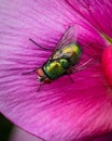 Blow Fly on Sweet Pea Flowers.