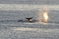 Blow and tail of bowhead whales