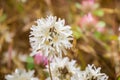 Blow-wives Achyrachaena mollis blooming on the hills of south San Francisco bay, California Royalty Free Stock Photo