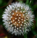 Blowball