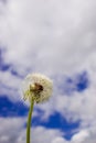 Blowball on Blue Sky