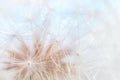 Blowball texture close up. Dandelion seeds abstract macro on blue sky background. Shallow depth of field soft focus Royalty Free Stock Photo