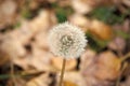 Blowball close up. Dandelion flower with seeds on natural background. Blowball on autumn day. Fall season. Pollen Royalty Free Stock Photo