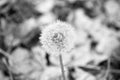 Blowball close up. Dandelion flower with seeds on natural background. Blowball on autumn day. Fall season. Pollen Royalty Free Stock Photo