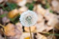 Blowball close up. Dandelion flower with seeds on natural background. Blowball on autumn day. Fall season. Pollen