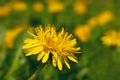 Blowball closeup blossom