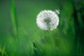 Blowball closeup. Spring natural background. White dandelion