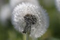 Blowball - Dandelion