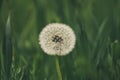 Blowball dandelion close-up