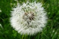 Blowball dandelion flower Royalty Free Stock Photo