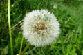 Blowball dandelion flower Royalty Free Stock Photo