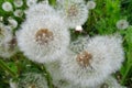 Blowball dandelion flower Royalty Free Stock Photo