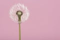 Blowball dandelion on a pink background with space for copy