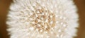 Blowball dandelion seeds closeup, pollen allergy concept